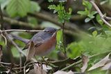 20160418_Westelijke Baardgrasmus_Wageningen_04